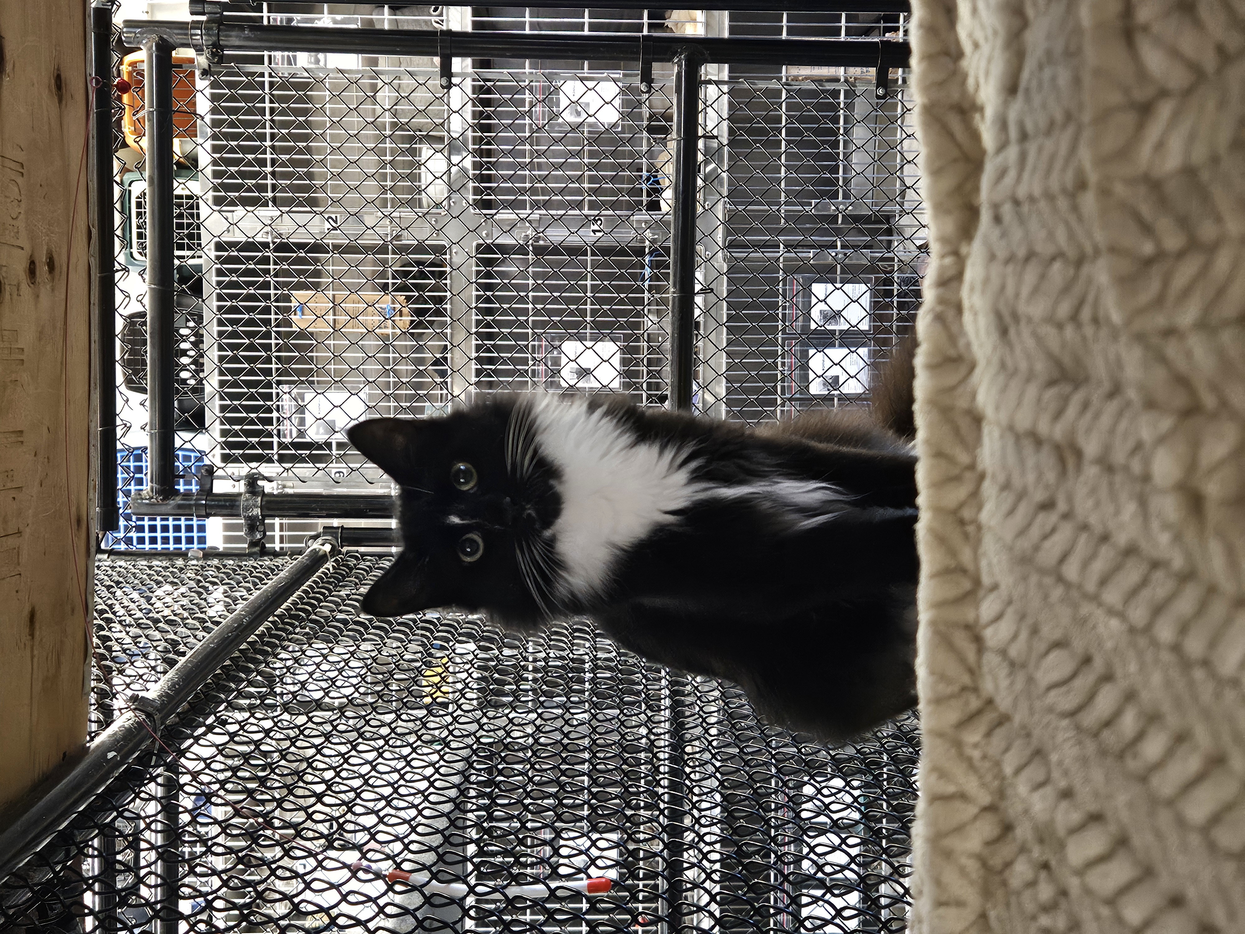 Cat for adoption Hammy, a Domestic Medium Hair in Old Bridge, NJ