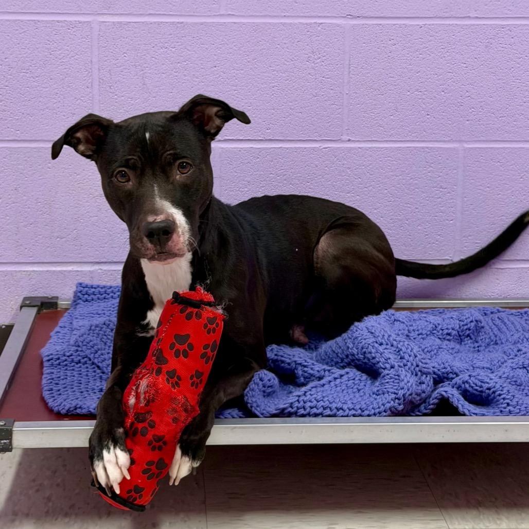 Cleopatra, Adoptable, Senior Female Mixed Breed.