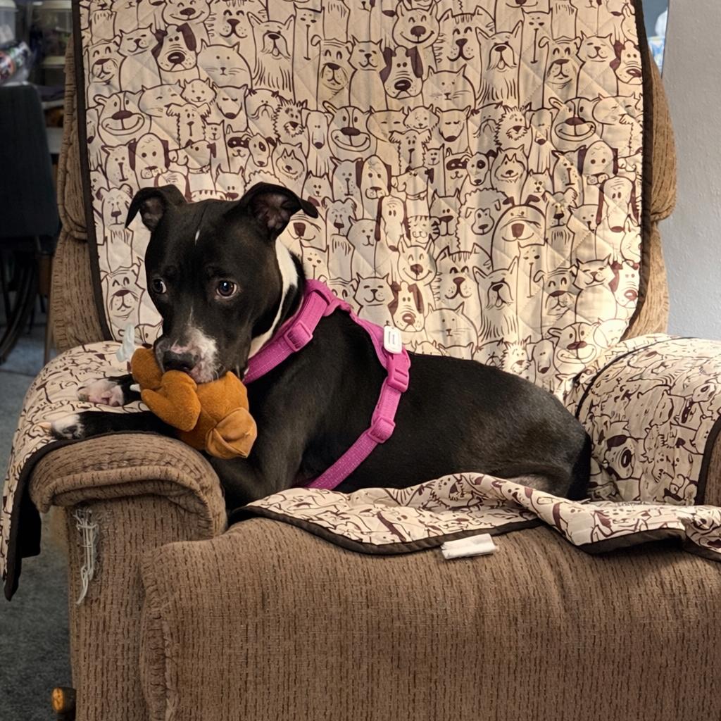 Enlarge Cleopatra, a Adoptable mixed breed in Binghamton, NY image 3/6