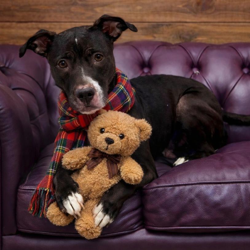 Enlarge Cleopatra, a Adoptable mixed breed in Binghamton, NY image 4/6