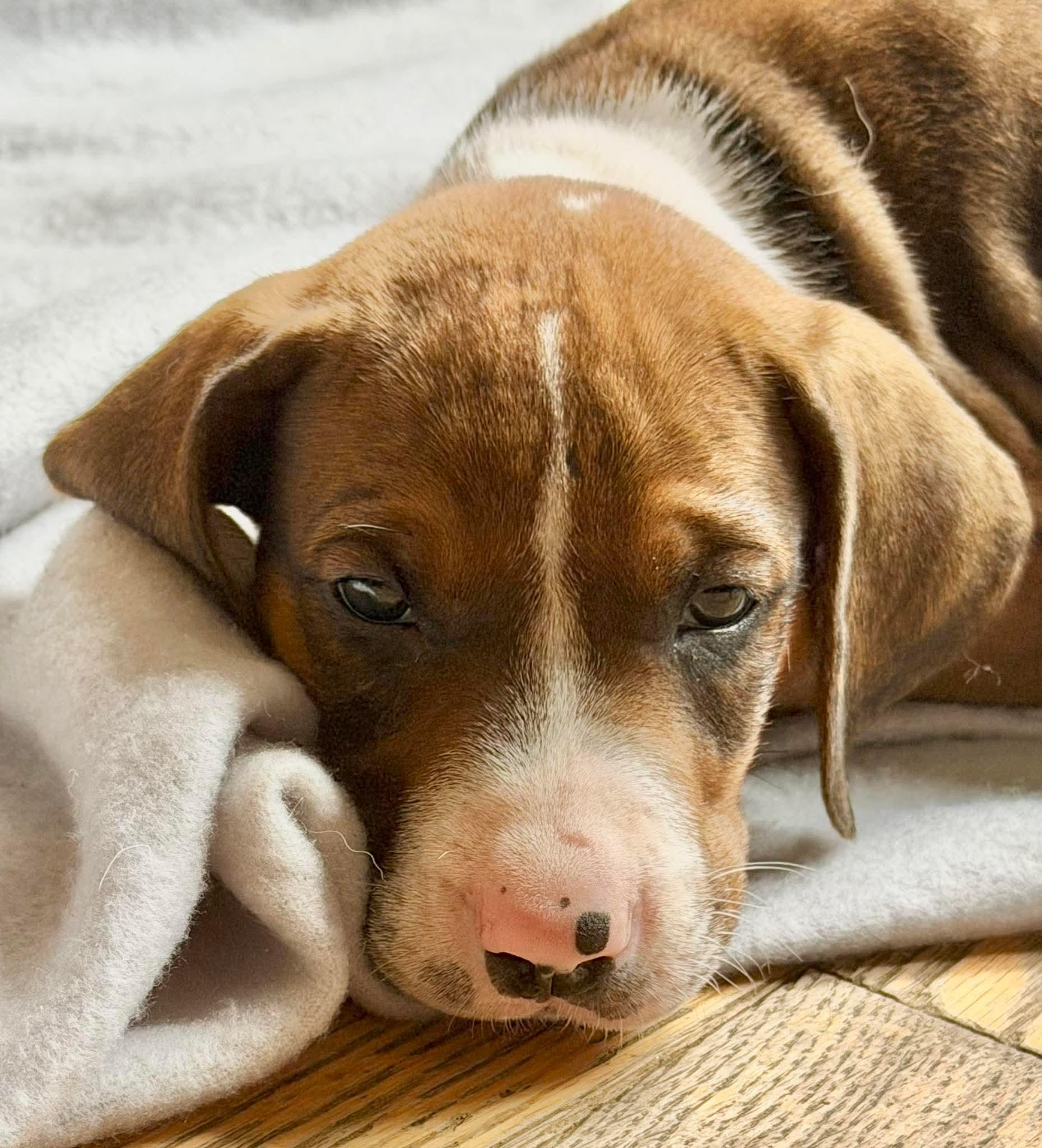 Beau, adopted, Puppy Male Treeing Walker Coonhound.
