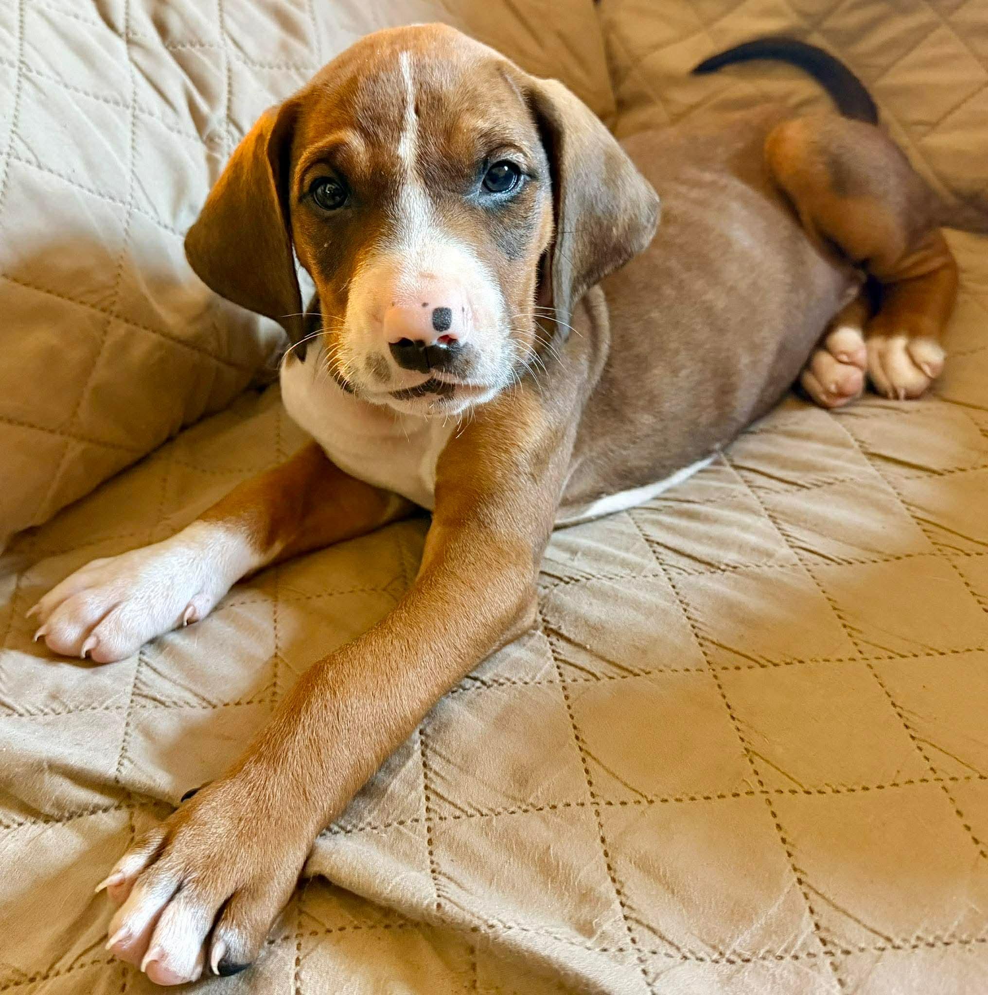 Enlarge Beau, an adopted mixed breed in Randolph Center, VT image 2/3