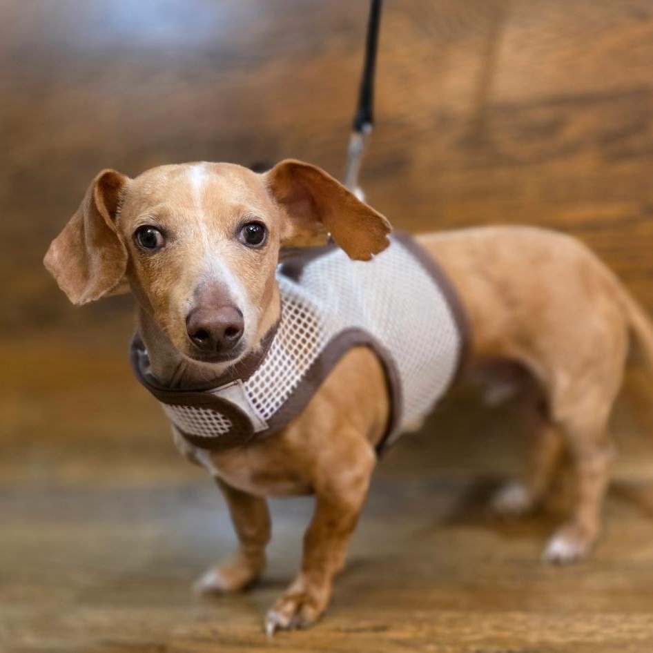 Simon, a Adoptable Dachshund in Lebanon, OH image 1/3