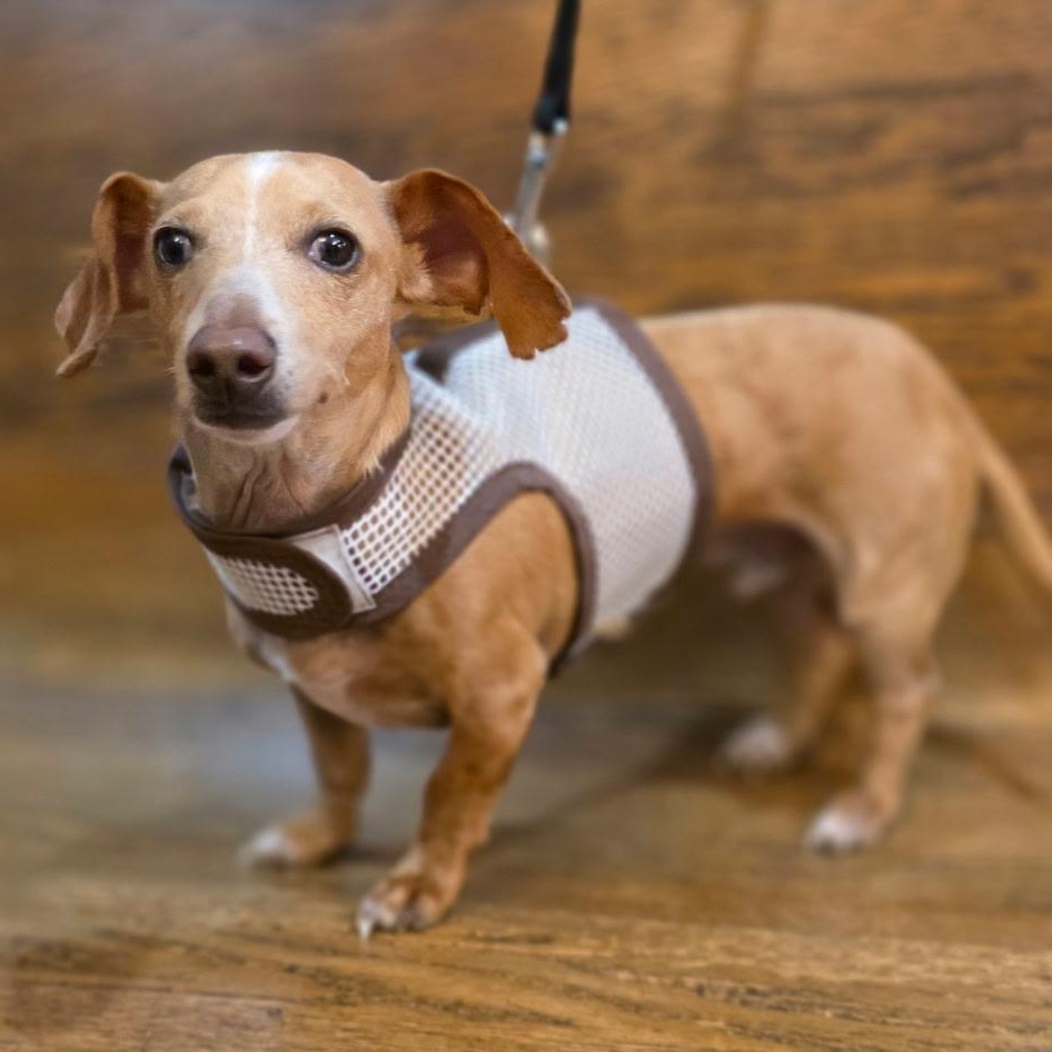 Simon, a Adoptable Dachshund in Lebanon, OH image 2/3
