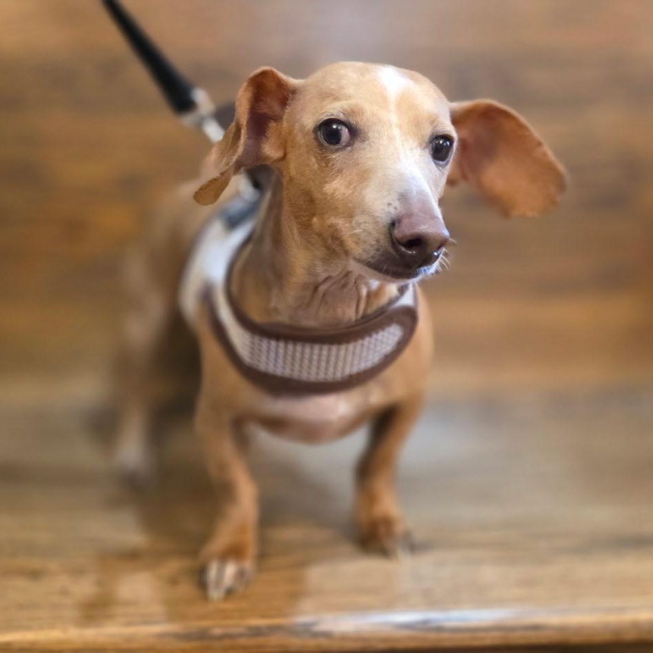Simon, a Adoptable Dachshund in Lebanon, OH image 3/3