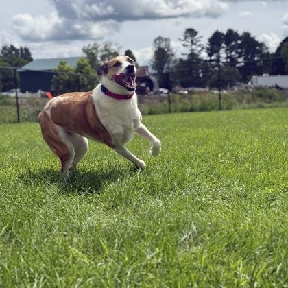Folgers, Adoptable, Adult Male Mixed Breed & Mixed Breed.