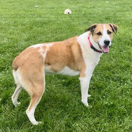 Folgers, a Adoptable mixed breed in East Montpelier, VT image 2/3