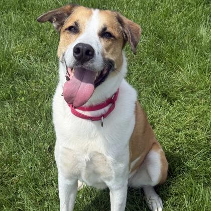Folgers, a Adoptable mixed breed in East Montpelier, VT image 3/3