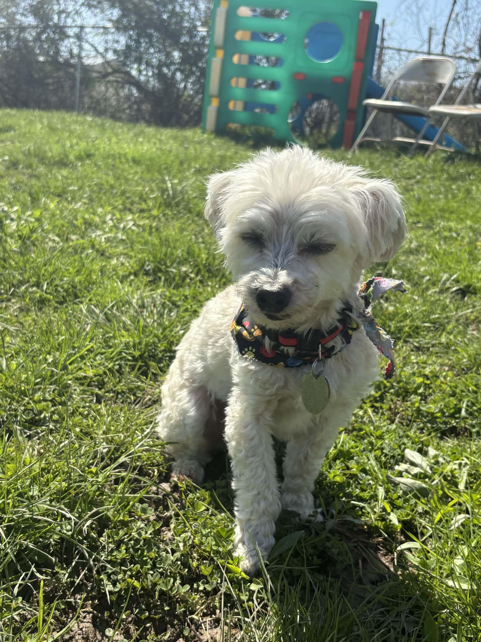 Enlarge Oliver, a ADOPTABLE Goldendoodle in Brunswick, OH image 4/6
