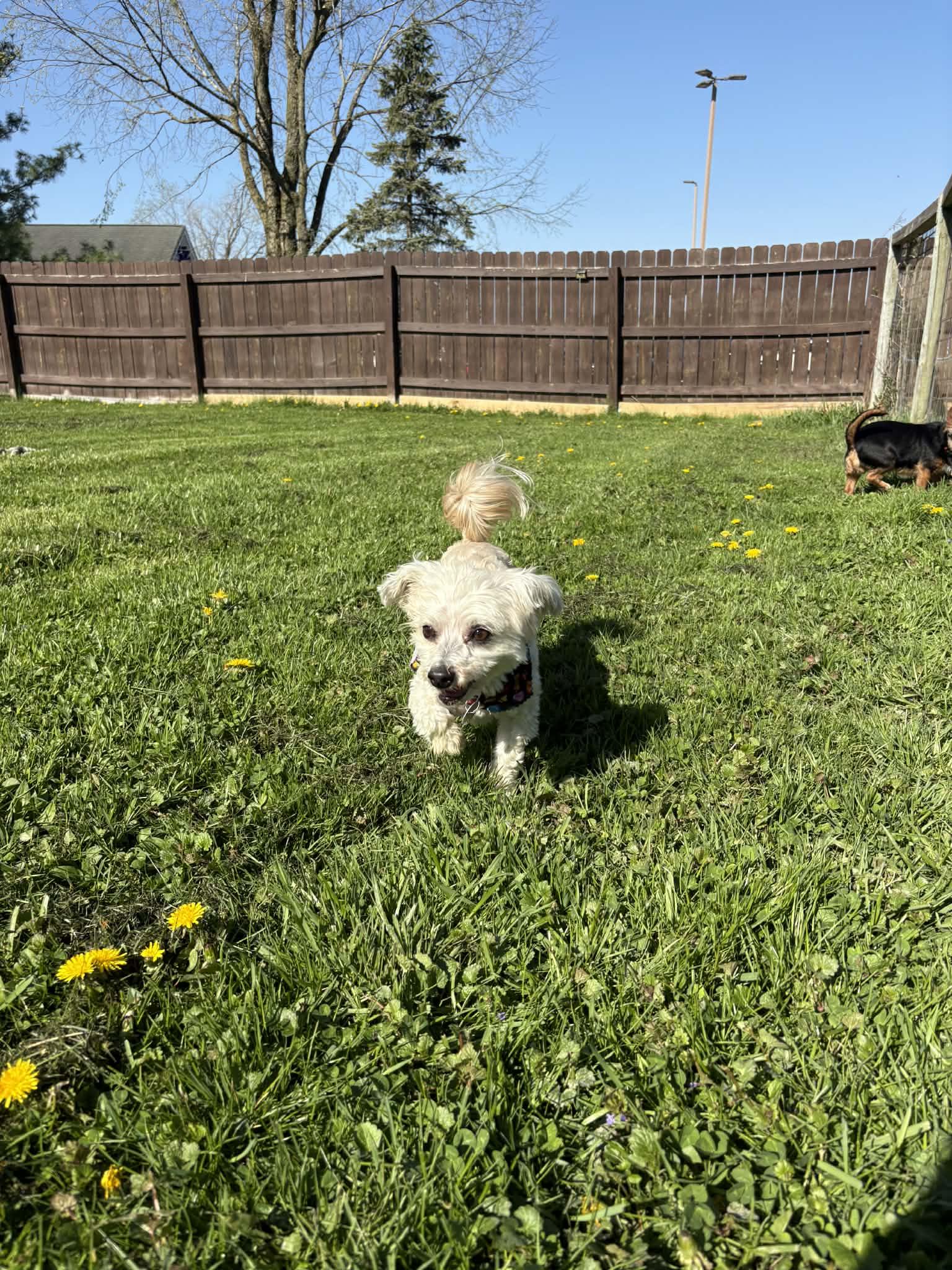 Enlarge Oliver, a ADOPTABLE Goldendoodle in Brunswick, OH image 6/6