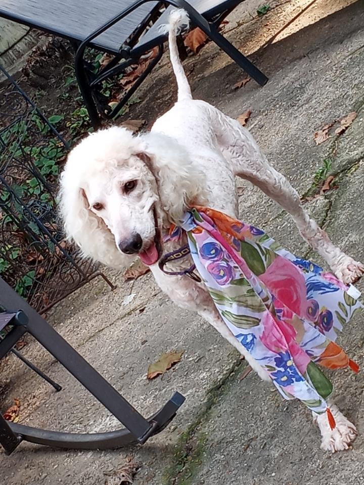 Blossom, an adoptable Poodle, Puli in Memphis, TN, 38111 | Photo Image 3