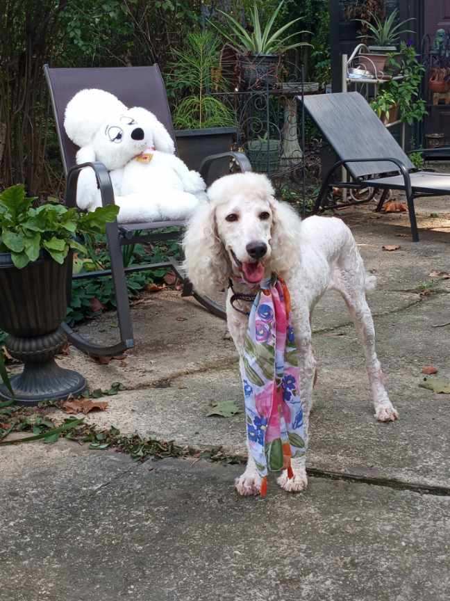 Blossom, an adoptable Poodle, Puli in Memphis, TN, 38111 | Photo Image 4