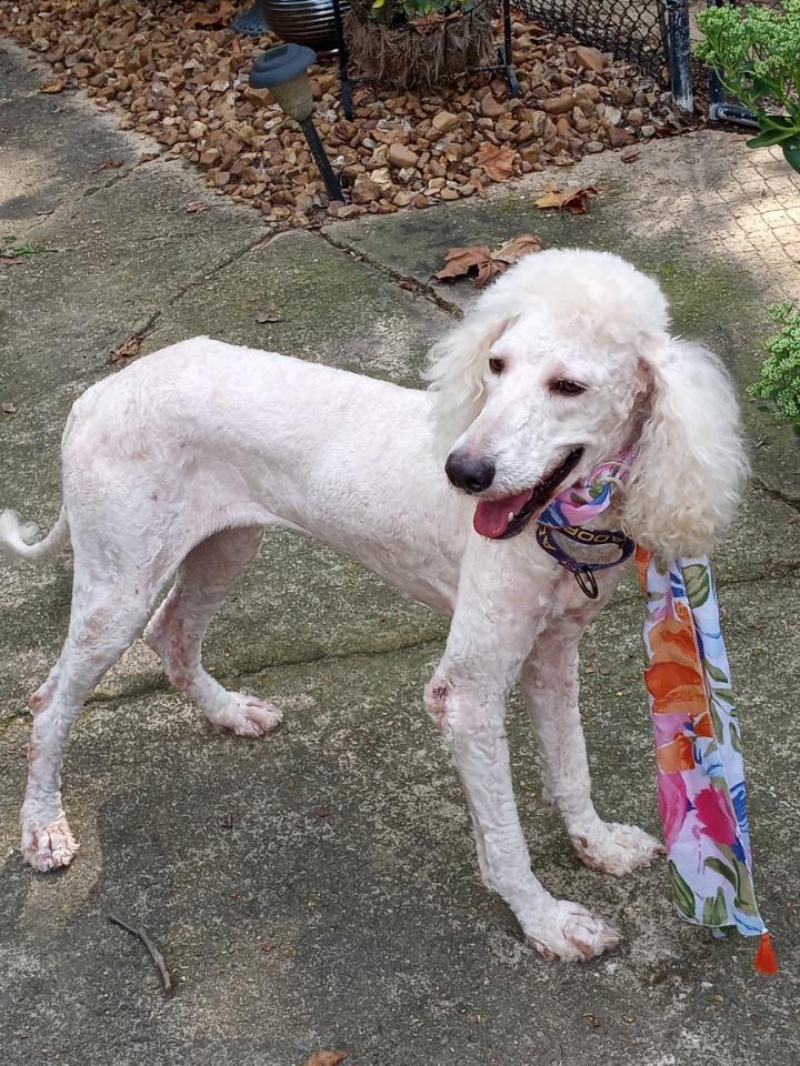 Blossom, an adoptable Poodle, Puli in Memphis, TN, 38111 | Photo Image 5