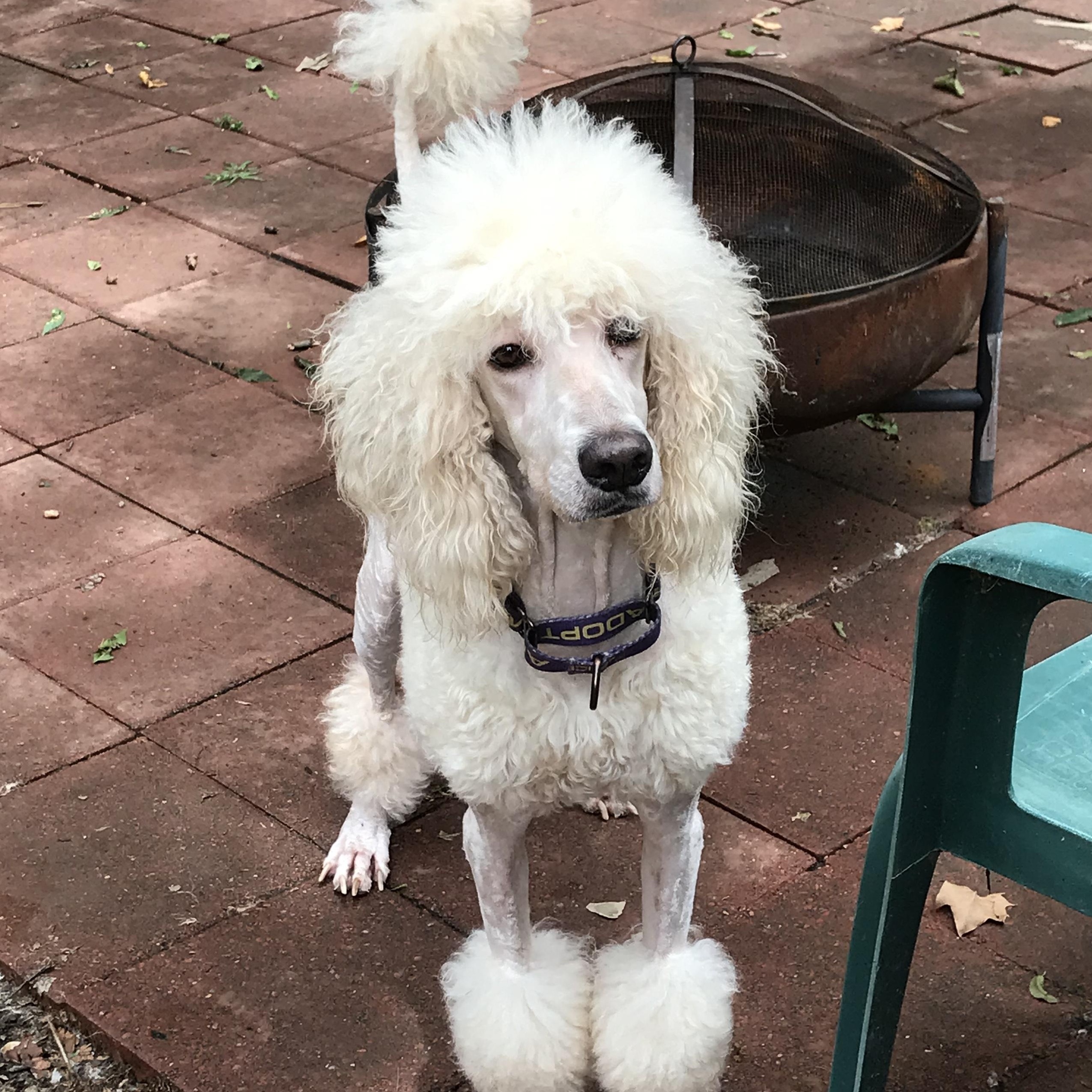 Blossom, Adoptable, Adult Female Poodle & Puli.