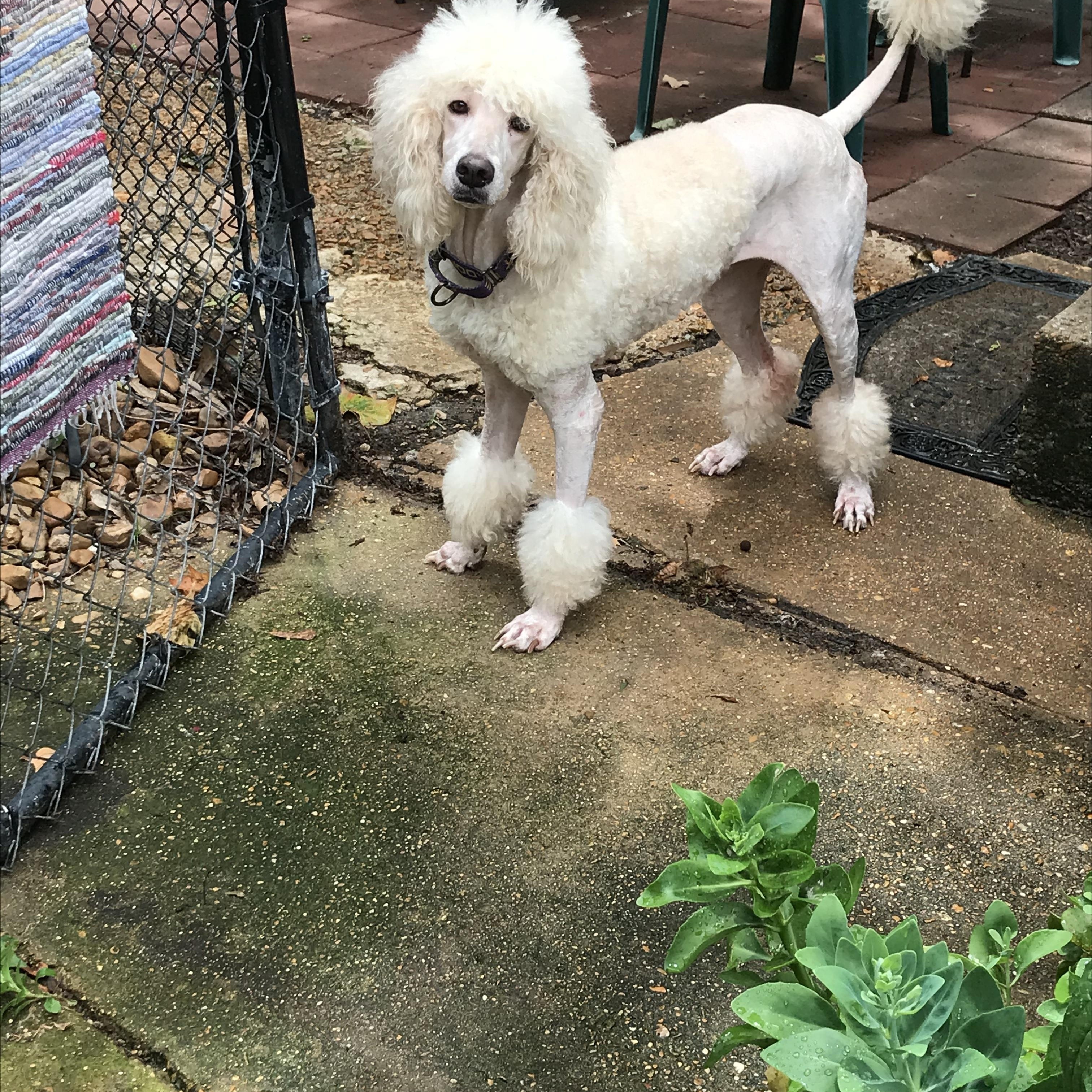 Blossom, a Adoptable mixed breed in Memphis, TN image 2/6