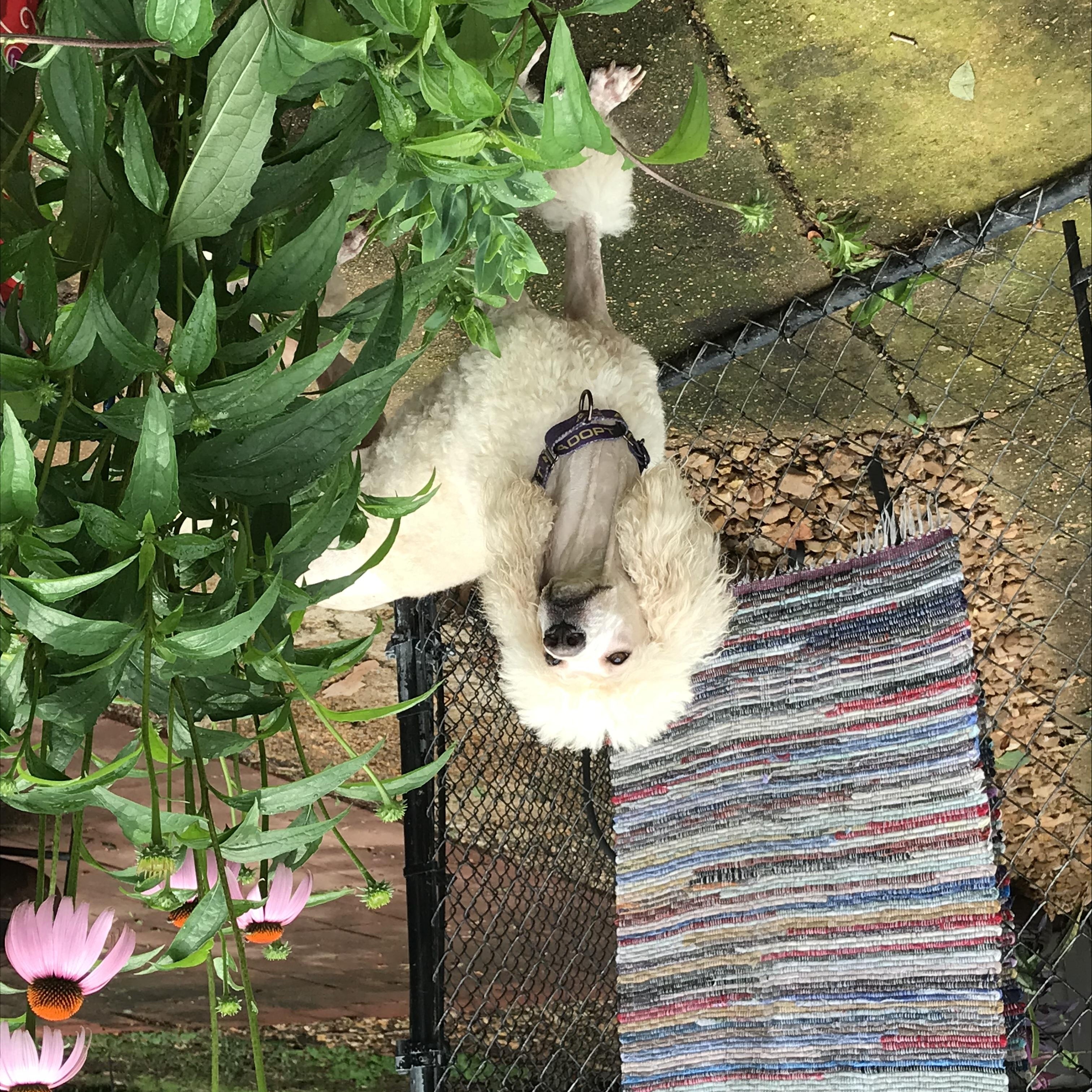 Blossom, a Adoptable mixed breed in Memphis, TN image 6/6