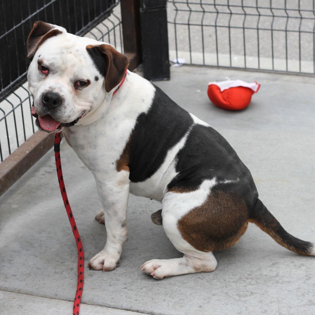 Bautista, a Adoptable mixed breed in Hawthorne, CA image 2/3