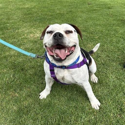 Bautista, a Adoptable mixed breed in Hawthorne, CA image 5/6