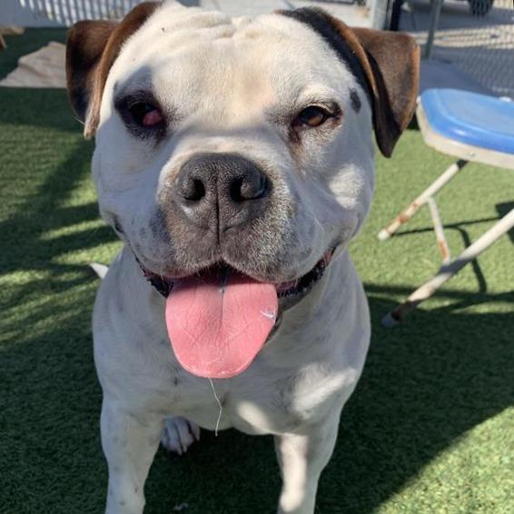 Enlarge Bautista, a Adoptable mixed breed in Hawthorne, CA image 2/3