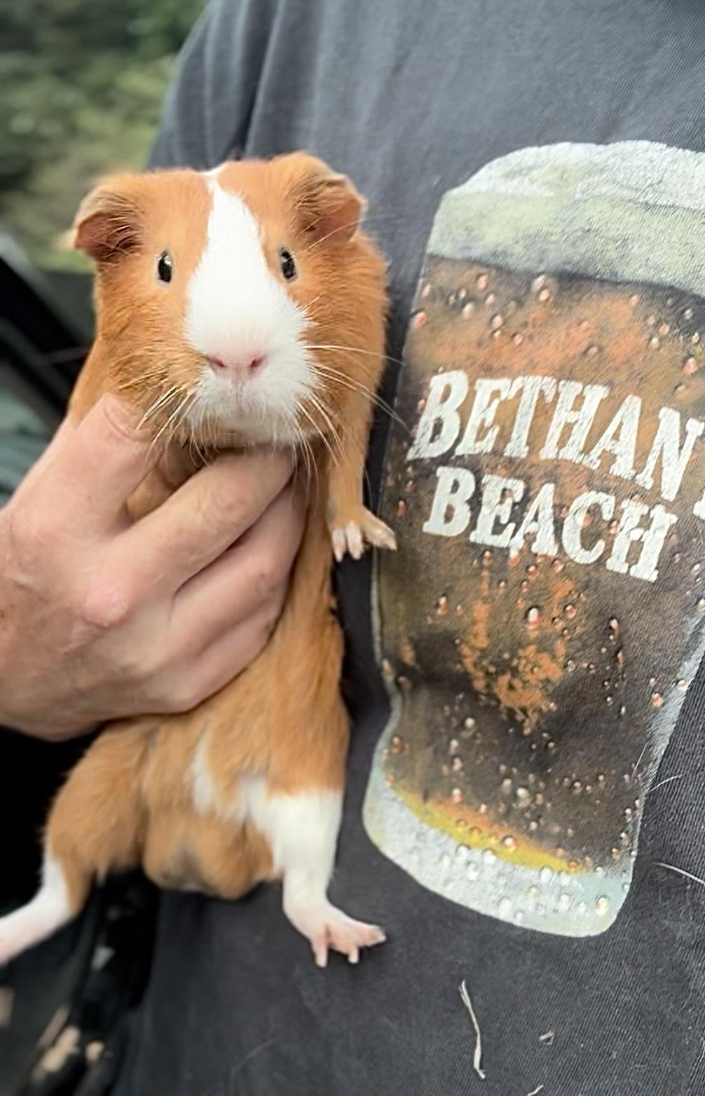 Jose, Adopted, Baby Male Guinea Pig.