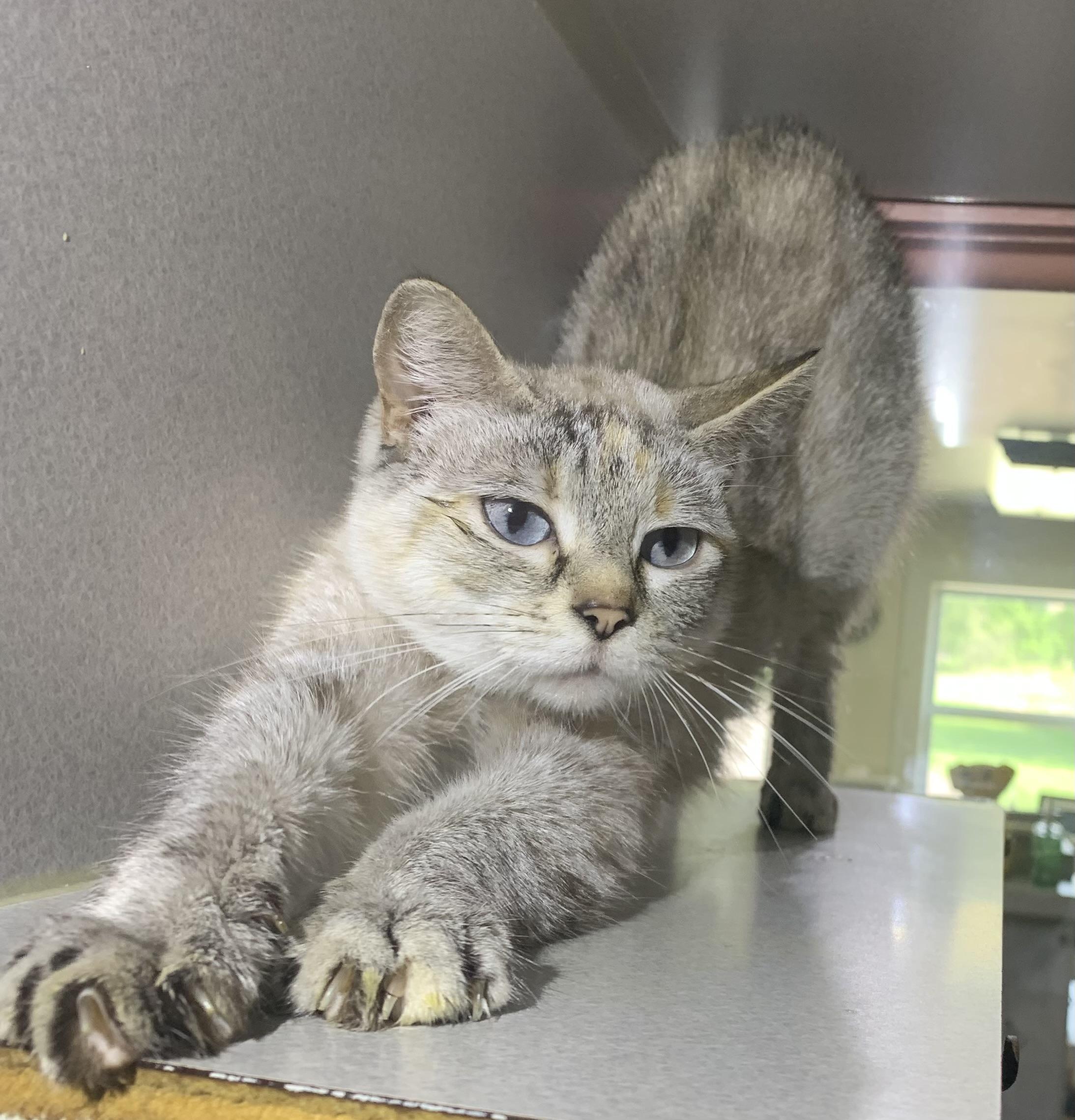Sage, a ADOPTABLE mixed breed in Massena, NY image 5/5