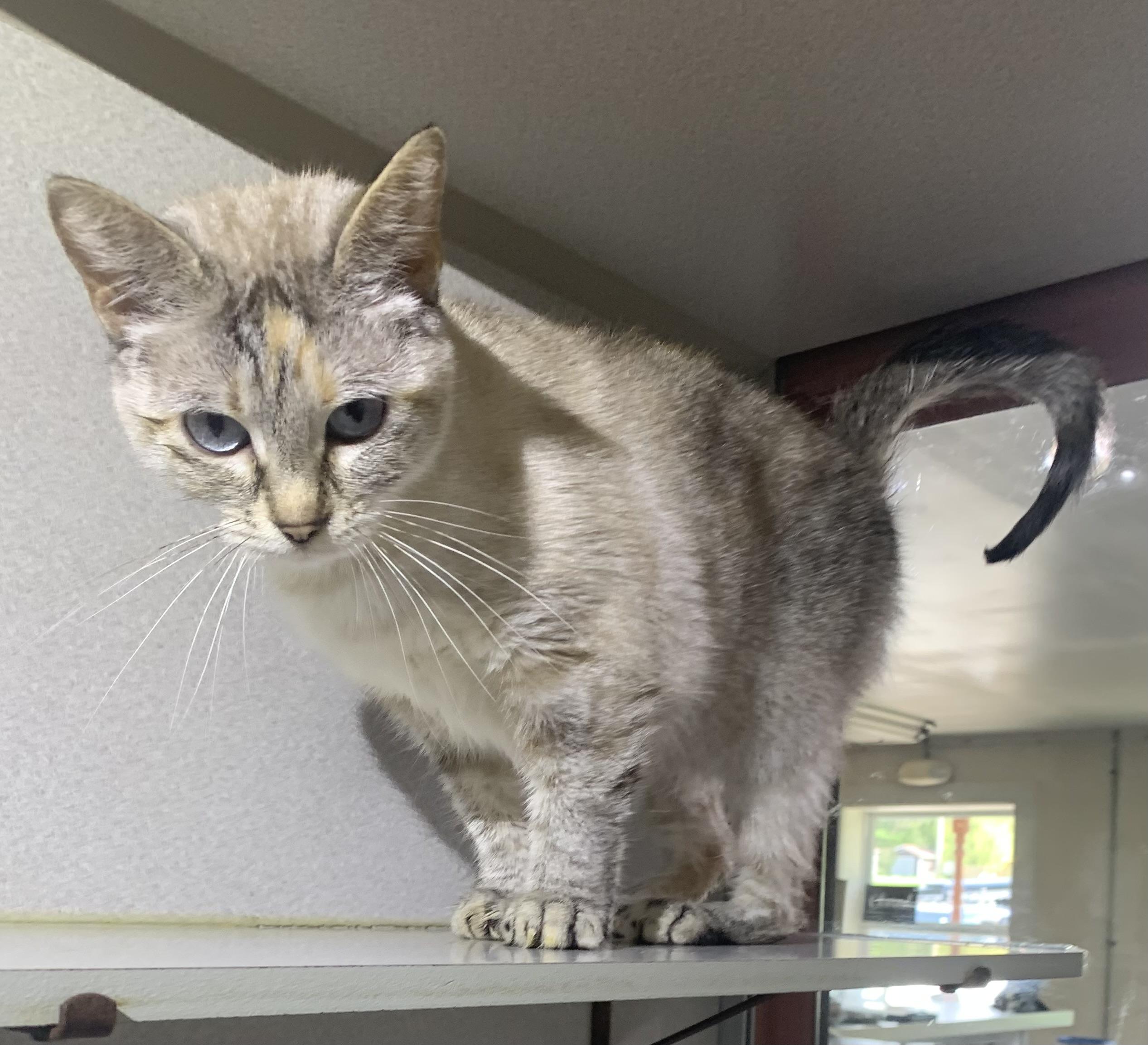 Sage, ADOPTABLE, Young Female Siamese & Domestic Short Hair.