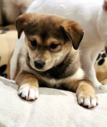 Enlarge Gingerbread, a ADOPTABLE mixed breed in Bedford Hills, NY image 3/4