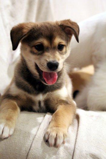 Gingerbread thumbnail 3