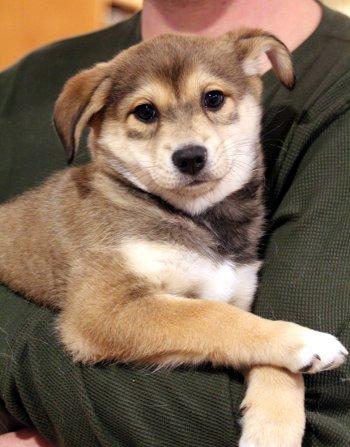 Enlarge Gingerbread, a ADOPTABLE mixed breed in Bedford Hills, NY image 1/4