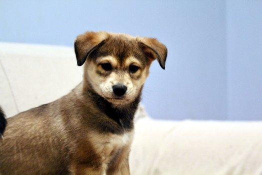 Enlarge Gingerbread, a ADOPTABLE mixed breed in Bedford Hills, NY image 2/4