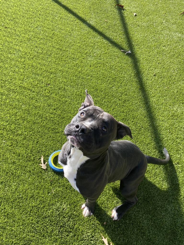 Enlarge Guppy, a ADOPTABLE Pit Bull Terrier in Winnsboro, TX image 1/1