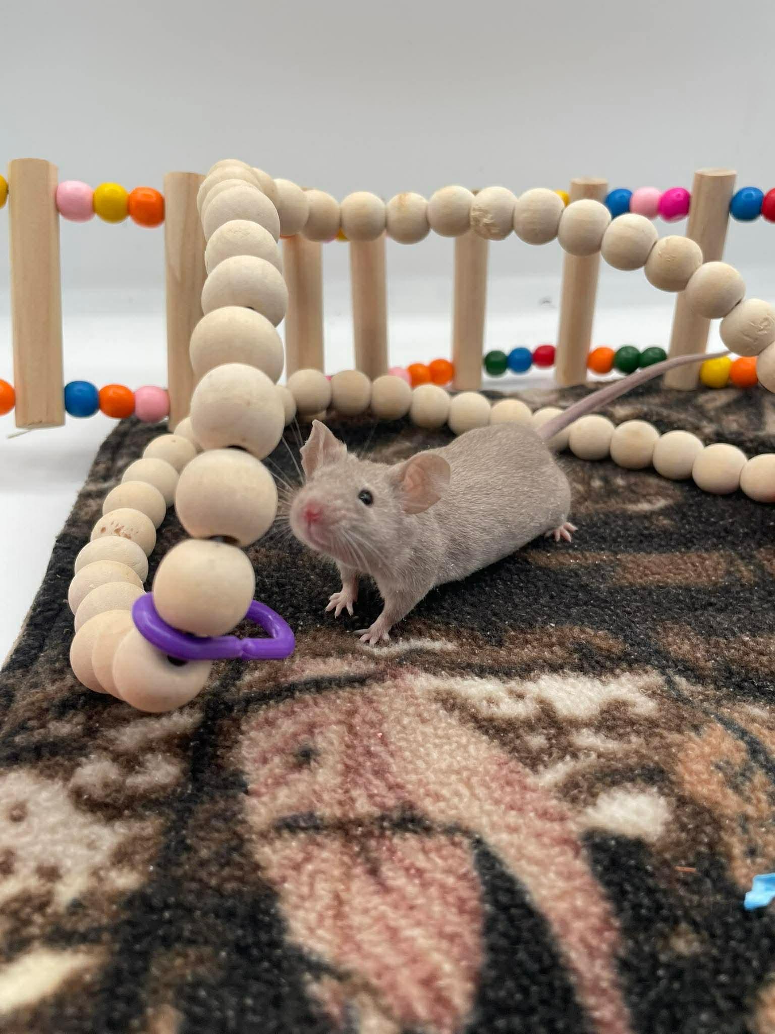 Enlarge Eeyore, a ADOPTABLE Mouse in Springfield, OR image 2/5