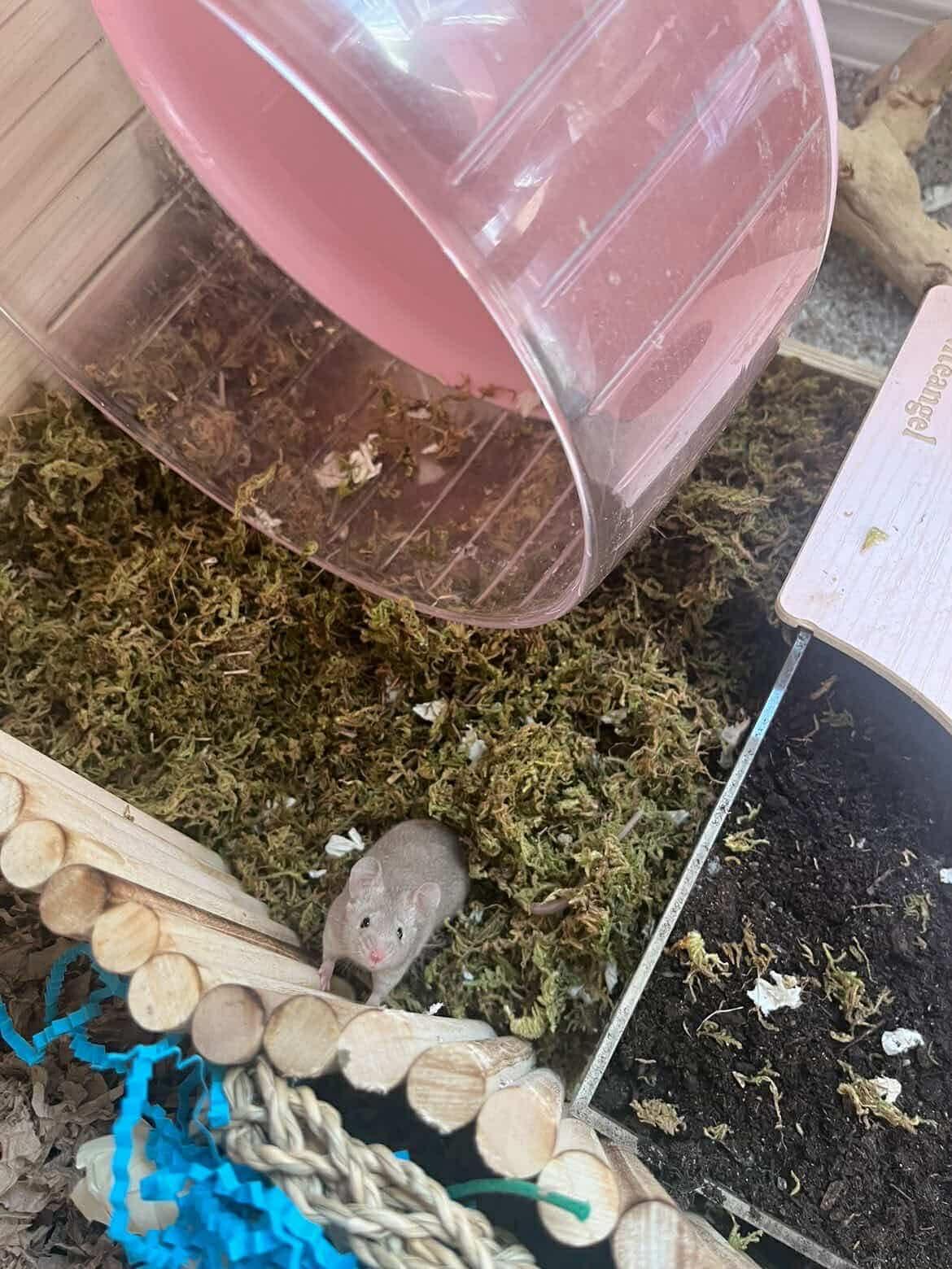 Enlarge Eeyore, a ADOPTABLE Mouse in Springfield, OR image 3/5