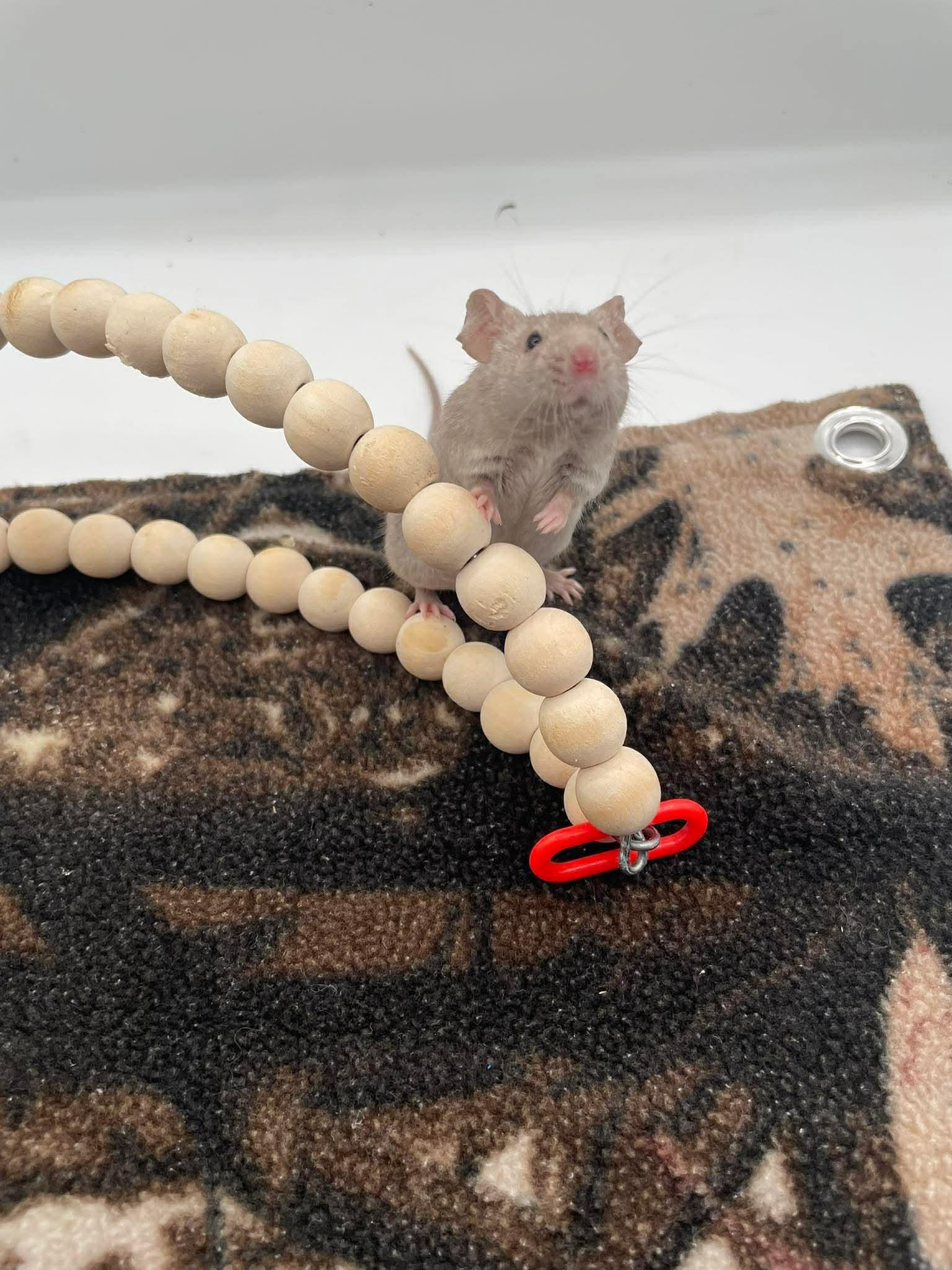 Enlarge Eeyore, a ADOPTABLE Mouse in Springfield, OR image 5/5