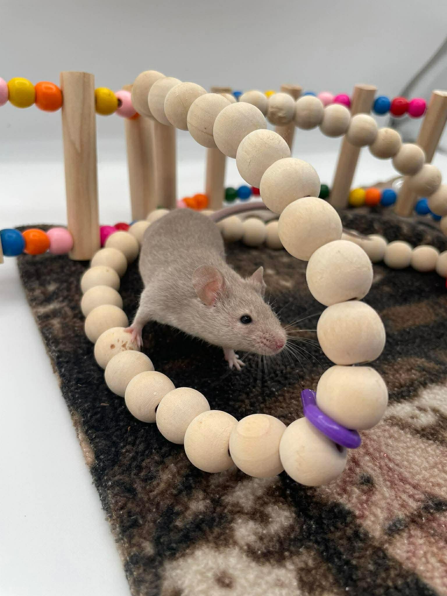 Enlarge Eeyore, a ADOPTABLE Mouse in Springfield, OR image 4/5