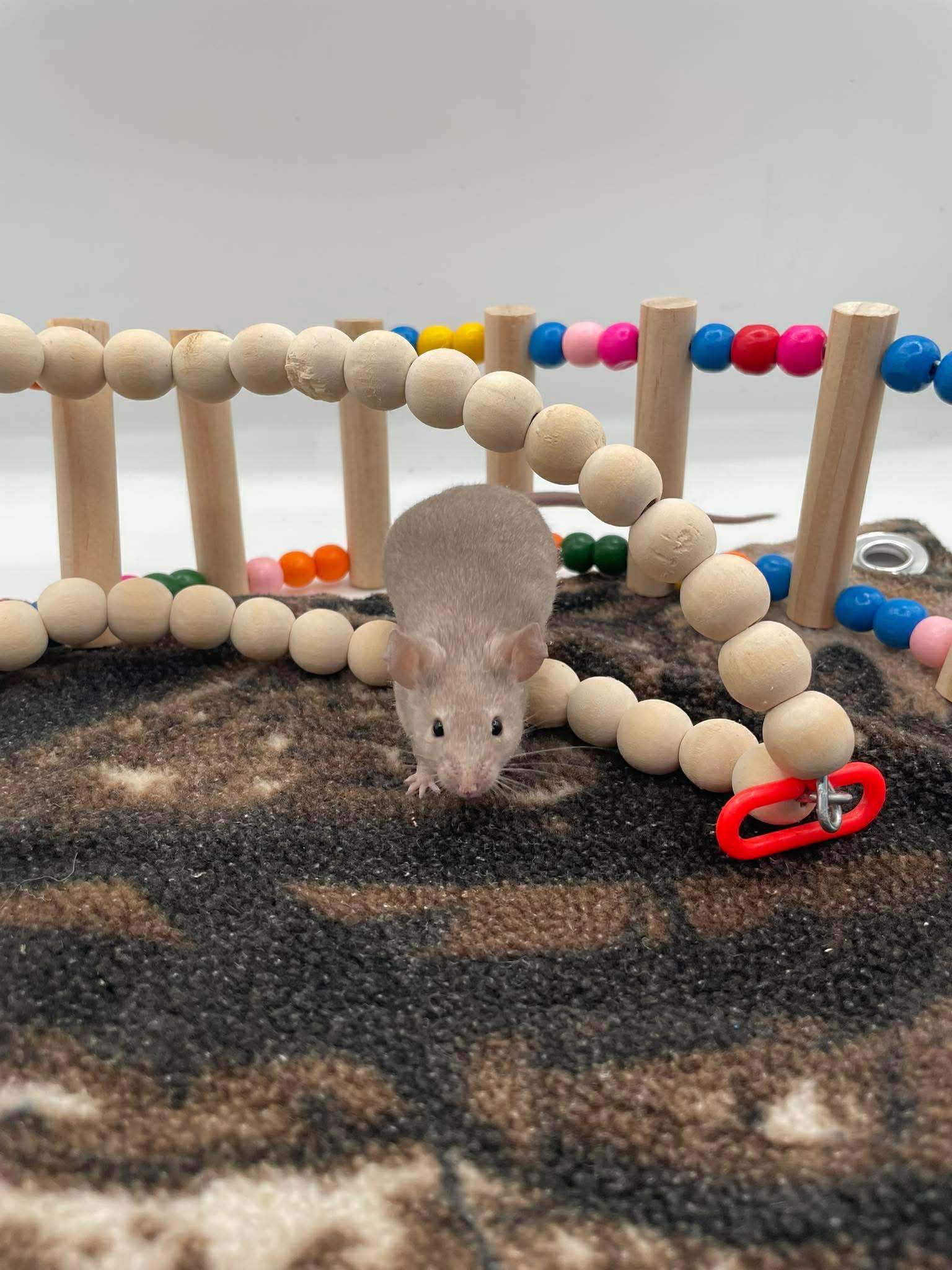Eeyore, ADOPTABLE, Young Male Mouse.