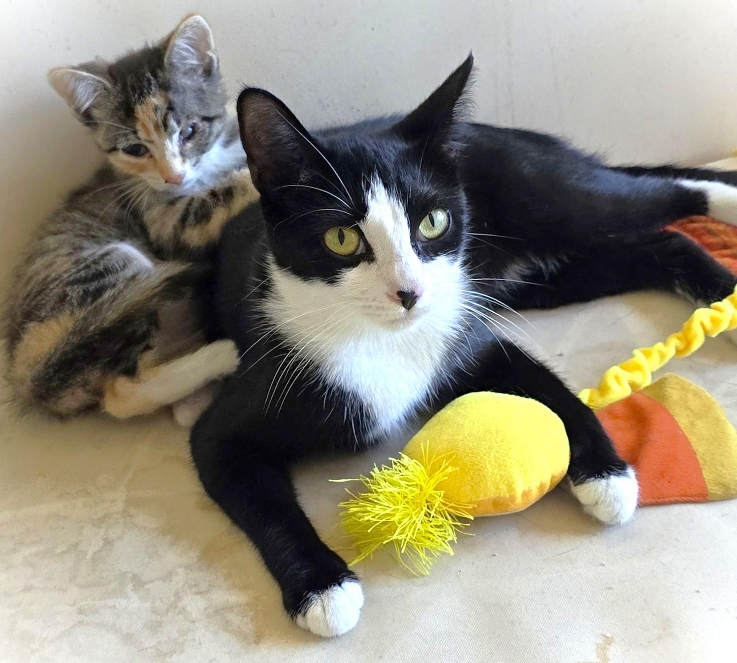 Fiona see Sargent, Adoptable, Young Female Tuxedo.