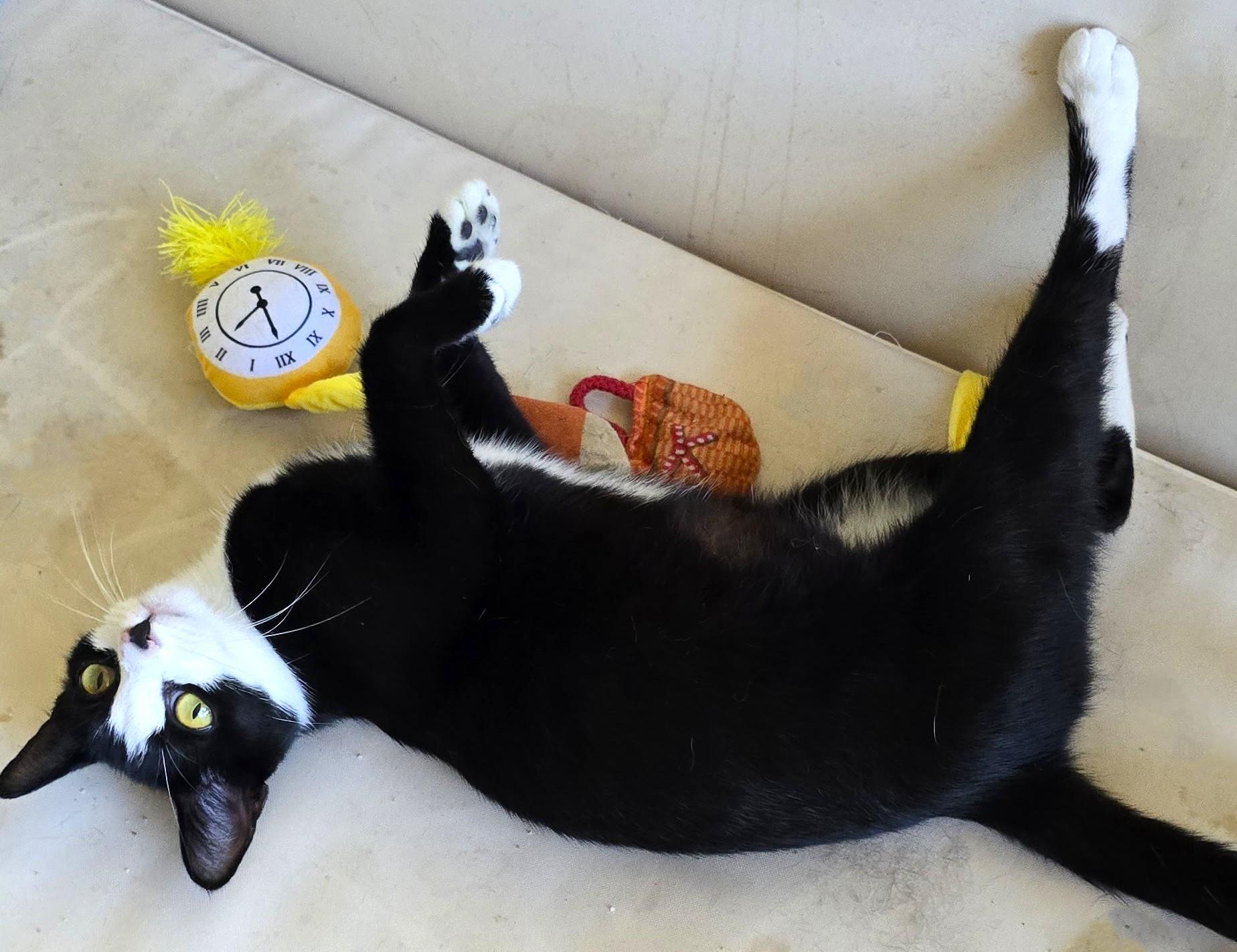 Fiona see Sargent, a Adoptable Tuxedo in San Diego, CA image 3/3