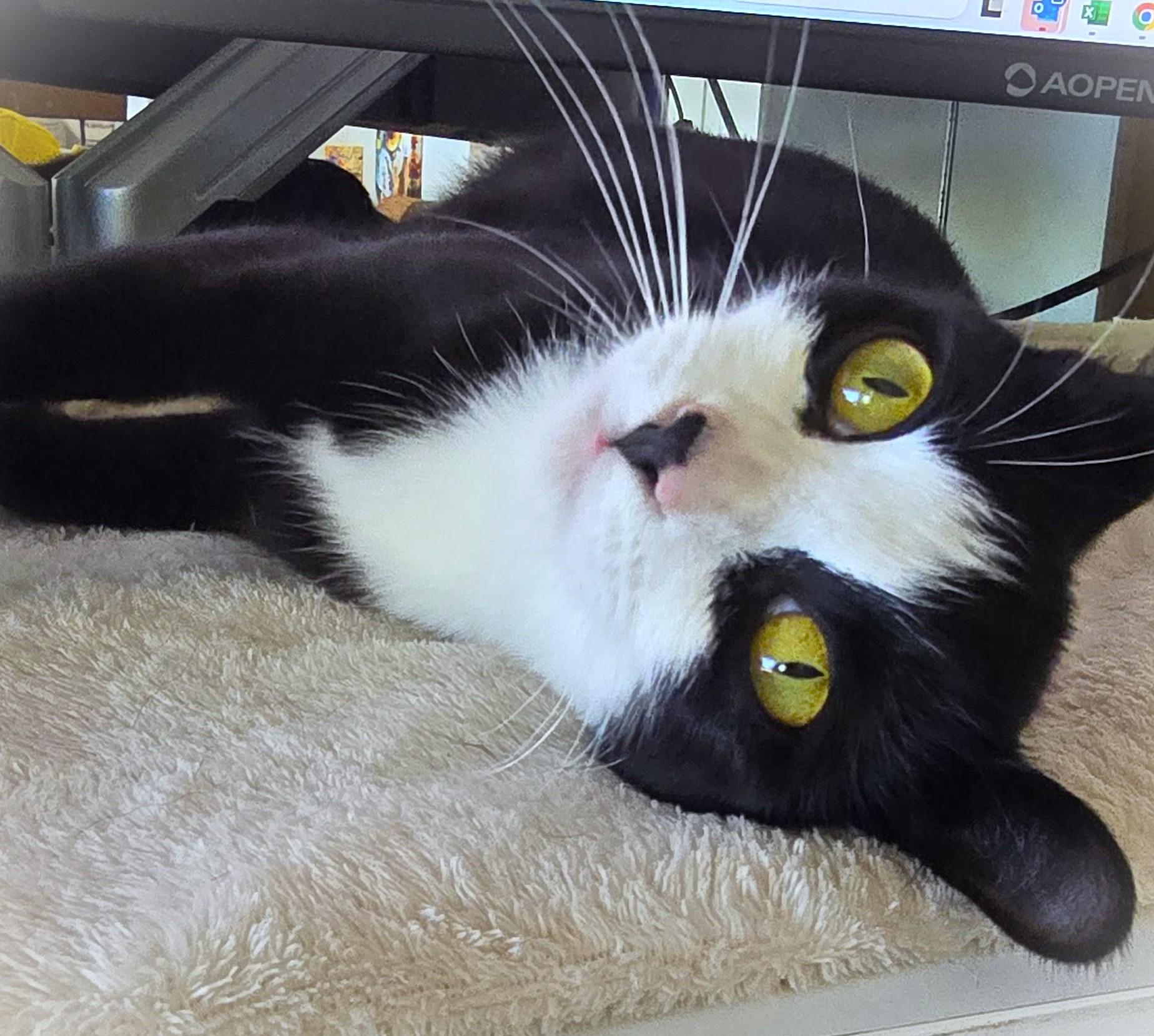Fiona see Sargent, a Adoptable Tuxedo in San Diego, CA image 2/3
