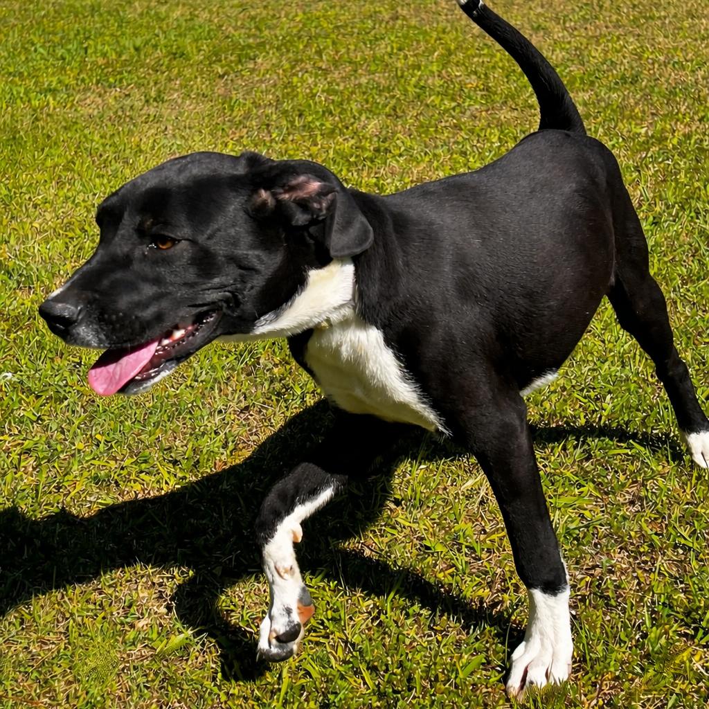Dane, Adoptable, Puppy Male Great Dane & Black Labrador Retriever.