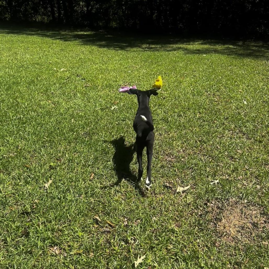Enlarge Dane, a Adoptable mixed breed in Oakdale, LA image 2/3