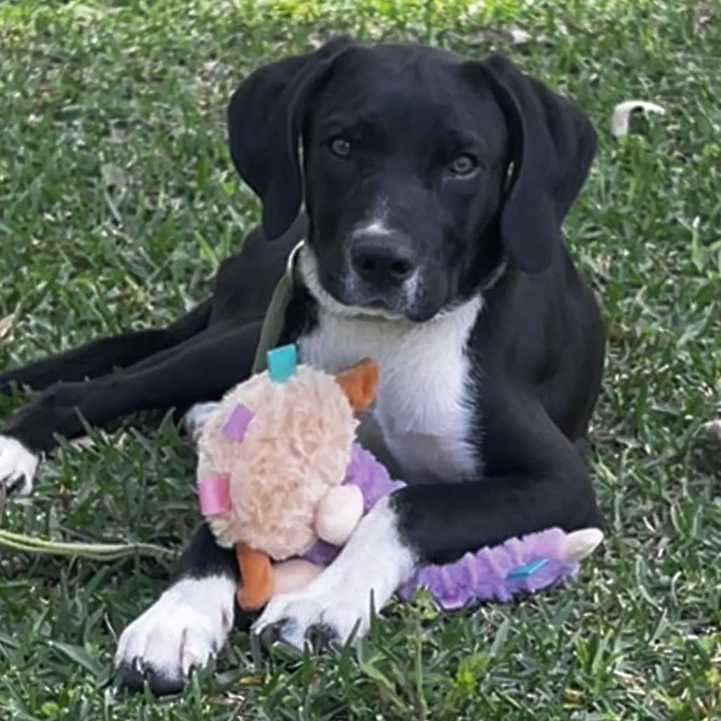 Enlarge Dane, a Adoptable mixed breed in Oakdale, LA image 3/3