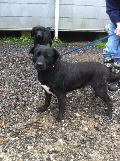 Betty, an adoptable Labrador Retriever in Walker, LA, 70785 | Photo Image 1