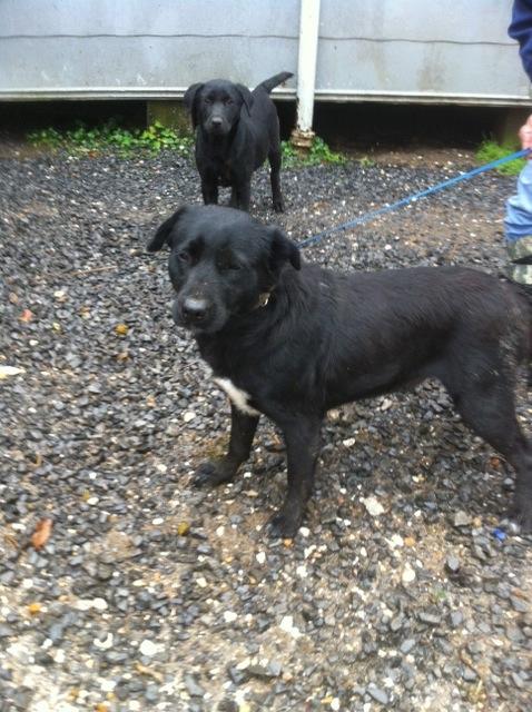 Betty, a Adoptable mixed breed in Walker, LA image 2/4