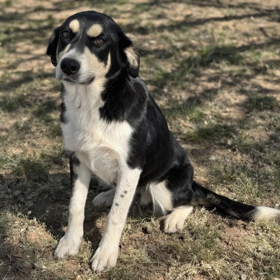 Enlarge Queenie , a ADOPTABLE Mixed Breed in Pelham, NH image 1/6