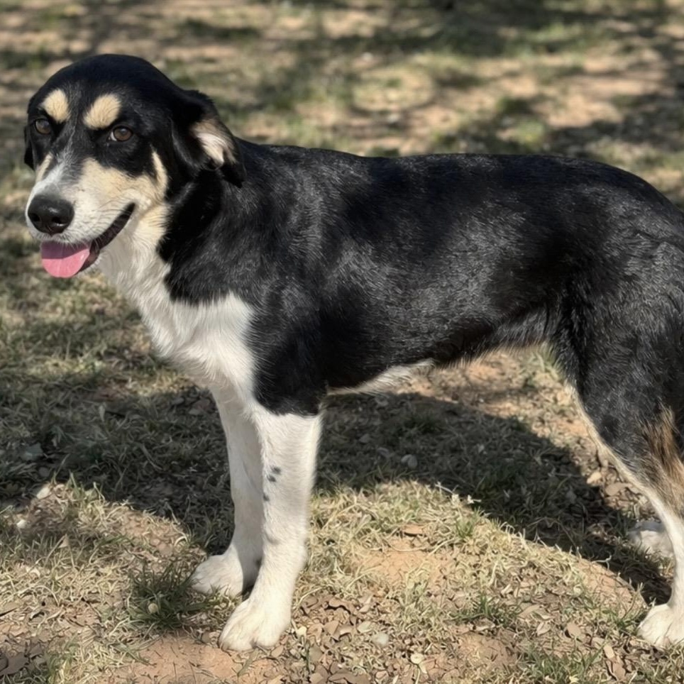Enlarge Queenie , a ADOPTABLE Mixed Breed in Pelham, NH image 6/6