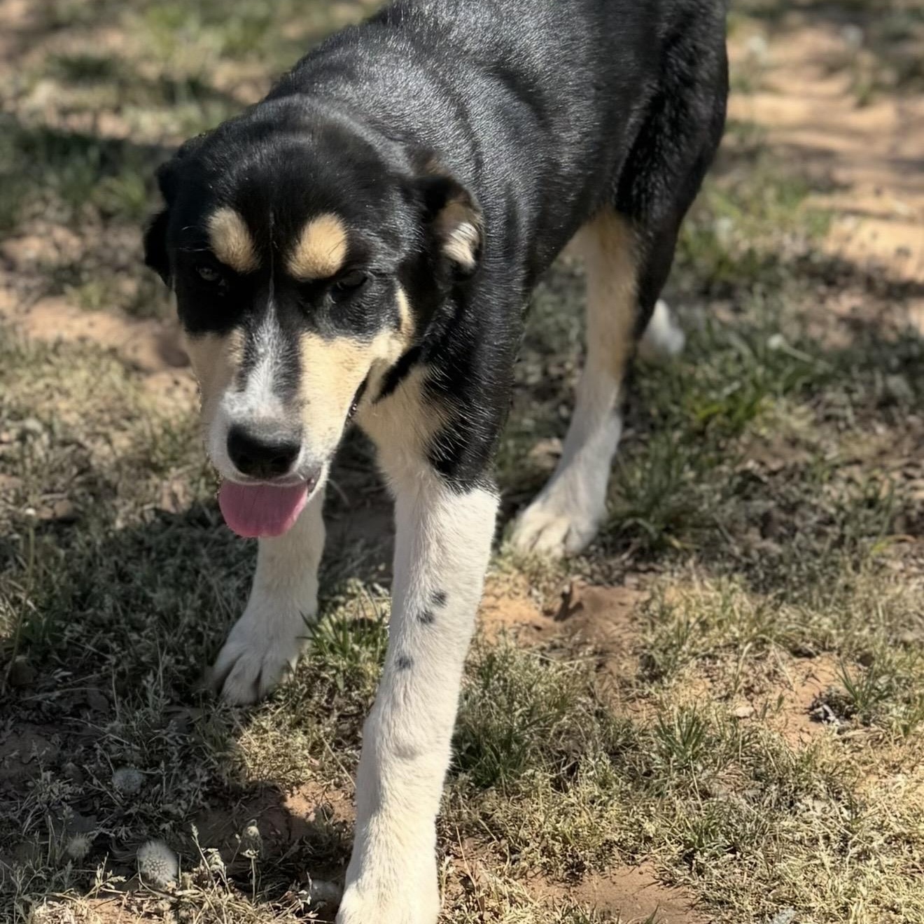Enlarge Queenie , a ADOPTABLE Mixed Breed in Pelham, NH image 2/6