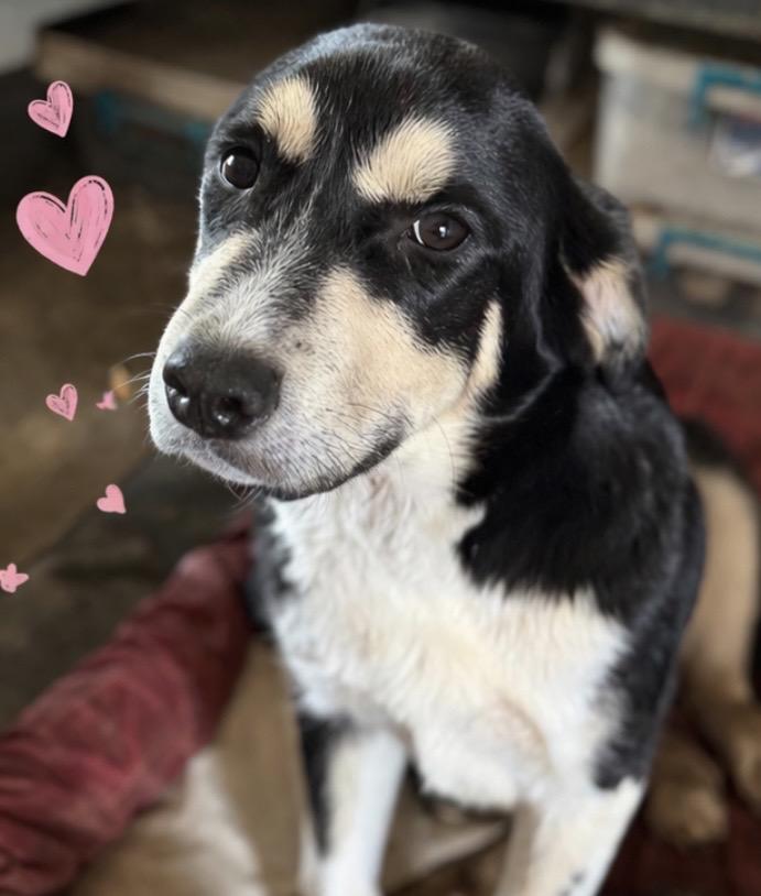 Enlarge Queenie , a ADOPTABLE Mixed Breed in Pelham, NH image 4/6