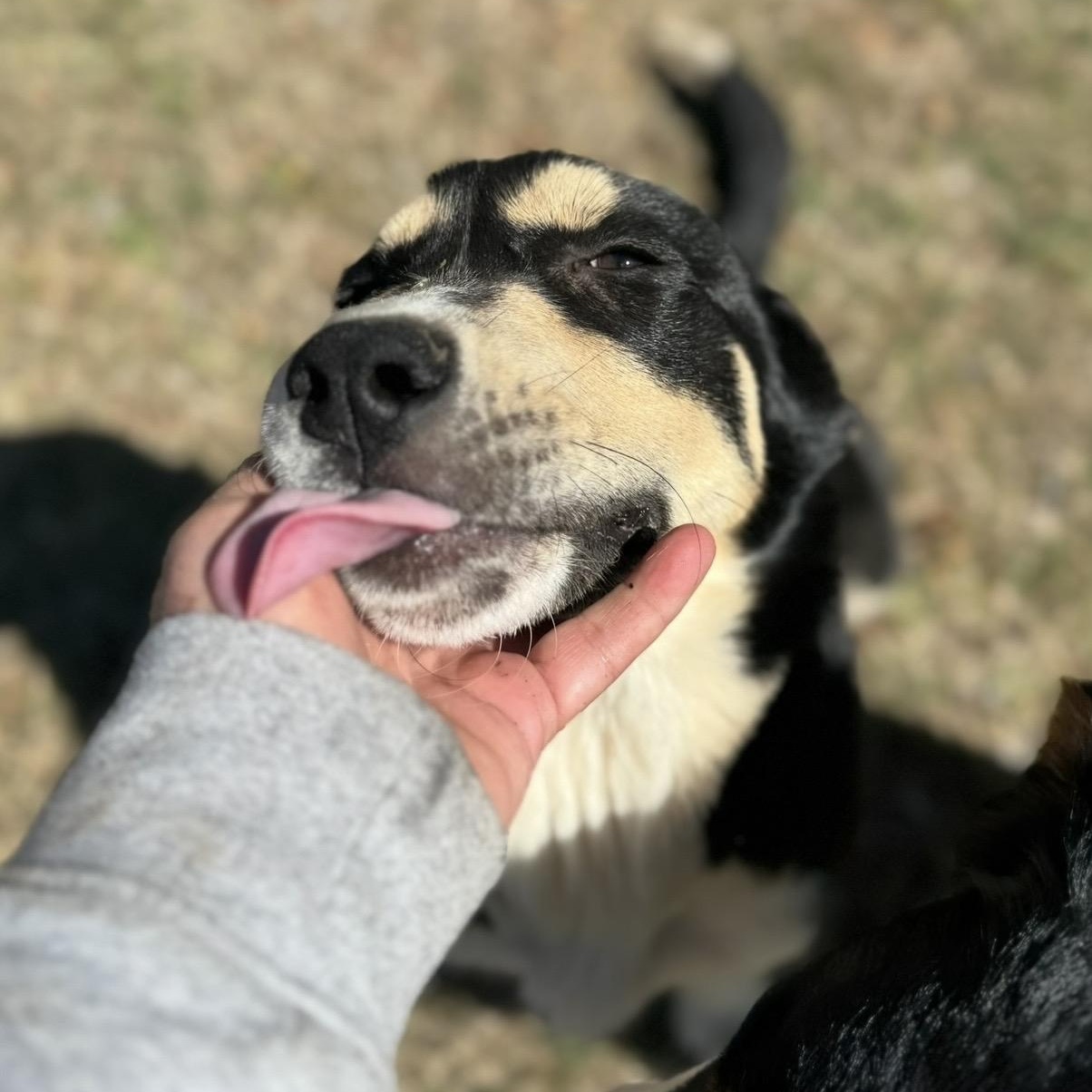 Enlarge Queenie , a ADOPTABLE Mixed Breed in Pelham, NH image 3/6