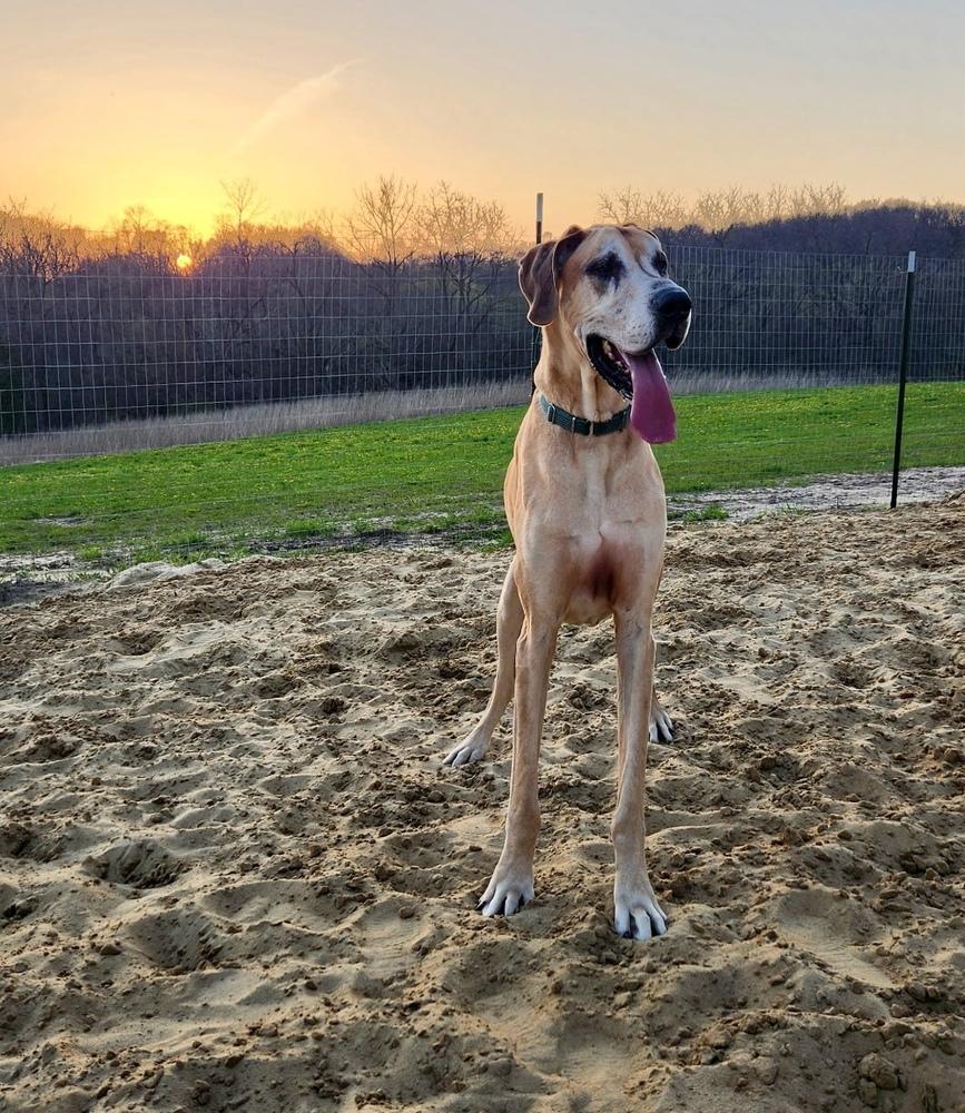 Enlarge Meeko (21-032), a Adoptable Great Dane in Eagan, MN image 1/6